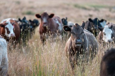 Bir tarladaki inekler, sığır eti ile güzel bir manzaraya sahip bir çiftlikte ot yiyorlar.