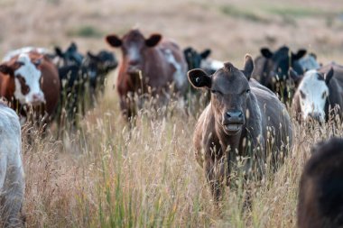 Angus, wagyu ve Murray sığır boğaları ve inekler, Avustralya 'da bir tepede otlanıyorlar..