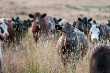 Beef Angus ve Wagyu inekleri kurak bir yazda bir tarlada otluyorlar. Çiftlikteki bir inek sürüsü tarım alanında rejeneratif tarım yapıyor. Akşam karanlığında sığırlarla dolu şişman sığırlar.