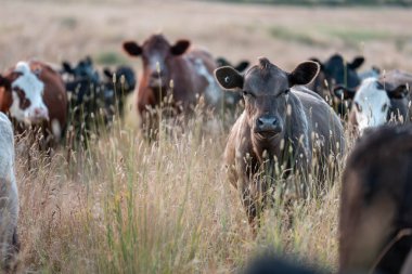 Aygır çiftliğinin yakınında Avustralya 'da bir tarlada otlayan inekler ve buzağılar yetişti. Sürü cinsleri arasında benek parkı, murray grisi, angus ve wagyu uzun otlaklardır. 