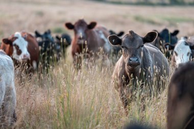 Bir tarladaki inekler, sığır eti ile güzel bir manzaraya sahip bir çiftlikte ot yiyorlar.