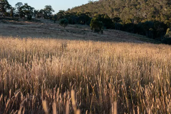 Yazın bir tarlada yenilenebilir organik çiçeklerin otlağı ve otlağı. 