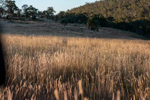 Yazın bir tarlada yenilenebilir organik çiçeklerin otlağı ve otlağı. 
