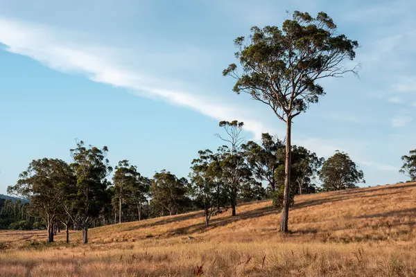 Yazın bir tarlada yenilenebilir organik çiçeklerin otlağı ve otlağı. 