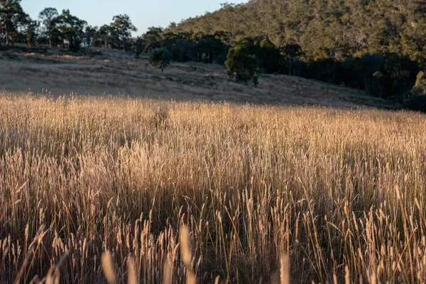Yenilenebilir tarım çiftliğinde büyüyen çayırlar ve otlar. yerel bitkiler karbon depoluyor 