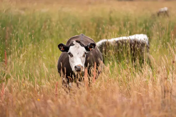 Beef Angus ve Wagyu inekleri kurak bir yazda bir tarlada otluyorlar. Çiftlikteki bir inek sürüsü tarım alanında rejeneratif tarım yapıyor. Akşam karanlığında sığırlarla dolu şişman sığırlar.