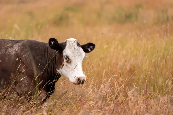 Bir tarladaki inekler, sığır eti ile güzel bir manzaraya sahip bir çiftlikte ot yiyorlar.