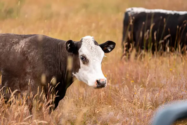 Aygır çiftliğinin yakınında Avustralya 'da bir tarlada otlayan inekler ve buzağılar yetişti. Sürü cinsleri arasında benek parkı, murray grisi, angus ve wagyu uzun otlaklardır. 