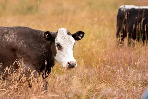 Beef Angus ve Wagyu inekleri kurak bir yazda bir tarlada otluyorlar. Çiftlikteki bir inek sürüsü tarım alanında rejeneratif tarım yapıyor. Akşam karanlığında sığırlarla dolu şişman sığırlar.