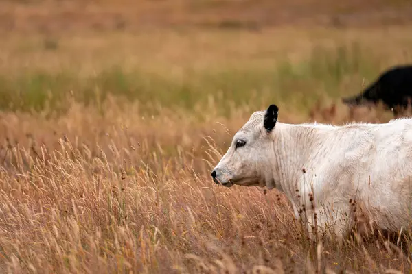 Angus, wagyu ve Murray sığır boğaları ve inekler, Avustralya 'da bir tepede otlanıyorlar..