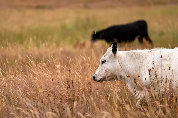Bir tarladaki inekler, sığır eti ile güzel bir manzaraya sahip bir çiftlikte ot yiyorlar.