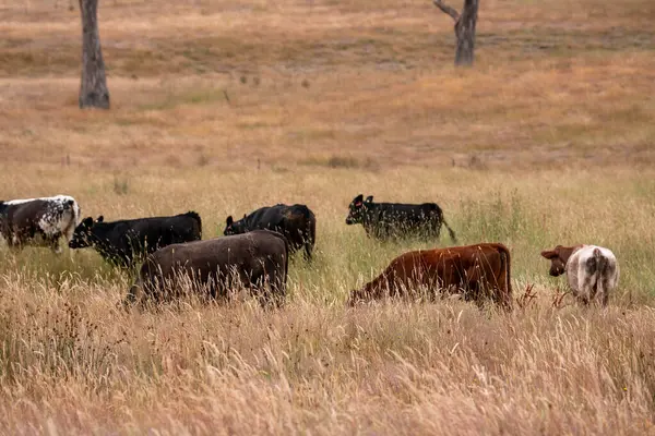 Beef Angus ve Wagyu inekleri kurak bir yazda bir tarlada otluyorlar. Çiftlikteki bir inek sürüsü tarım alanında rejeneratif tarım yapıyor. Akşam karanlığında sığırlarla dolu şişman sığırlar.