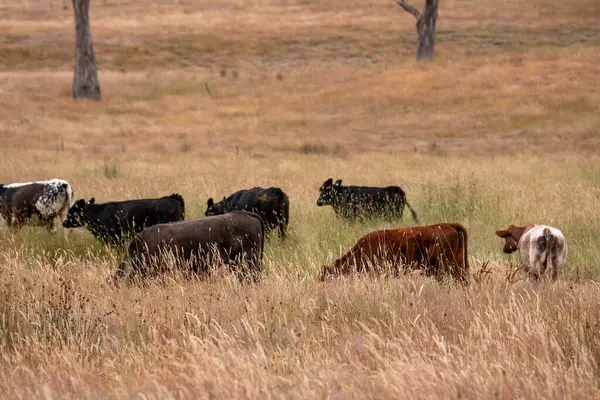Angus, wagyu ve Murray sığır boğaları ve inekler, Avustralya 'da bir tepede otlanıyorlar..