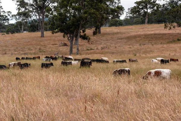 Aygır çiftliğinin yakınında Avustralya 'da bir tarlada otlayan inekler ve buzağılar yetişti. Sürü cinsleri arasında benek parkı, murray grisi, angus ve wagyu uzun otlaklardır. 