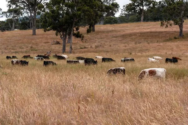 Angus, wagyu ve Murray sığır boğaları ve inekler, Avustralya 'da bir tepede otlanıyorlar..