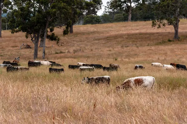 Angus, wagyu ve Murray sığır boğaları ve inekler, Avustralya 'da bir tepede otlanıyorlar..