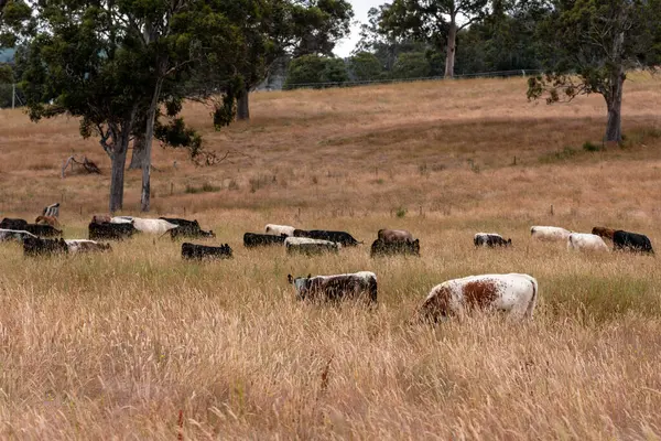 Beef Angus ve Wagyu inekleri kurak bir yazda bir tarlada otluyorlar. Çiftlikteki bir inek sürüsü tarım alanında rejeneratif tarım yapıyor. Akşam karanlığında sığırlarla dolu şişman sığırlar.