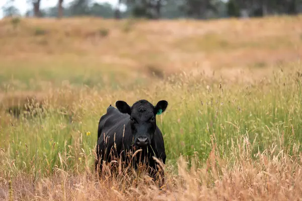 Beef Angus ve Wagyu inekleri kurak bir yazda bir tarlada otluyorlar. Çiftlikteki bir inek sürüsü tarım alanında rejeneratif tarım yapıyor. Akşam karanlığında sığırlarla dolu şişman sığırlar.
