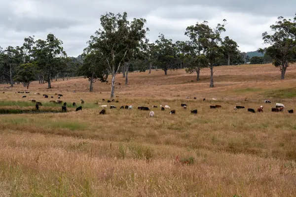 Bir tarladaki inekler, sığır eti ile güzel bir manzaraya sahip bir çiftlikte ot yiyorlar.