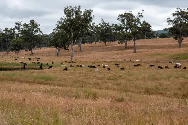 Angus, wagyu ve Murray sığır boğaları ve inekler, Avustralya 'da bir tepede otlanıyorlar..