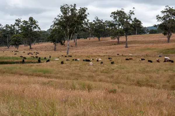 Aygır çiftliğinin yakınında Avustralya 'da bir tarlada otlayan inekler ve buzağılar yetişti. Sürü cinsleri arasında benek parkı, murray grisi, angus ve wagyu uzun otlaklardır. 