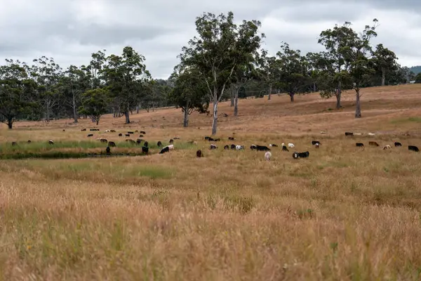 Angus, wagyu ve Murray sığır boğaları ve inekler, Avustralya 'da bir tepede otlanıyorlar..
