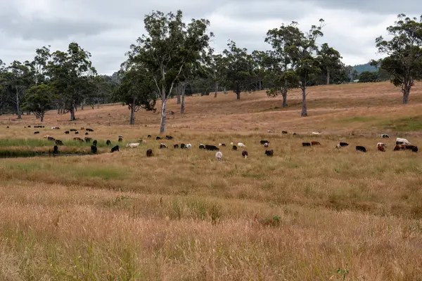 Bir tarladaki inekler, sığır eti ile güzel bir manzaraya sahip bir çiftlikte ot yiyorlar.