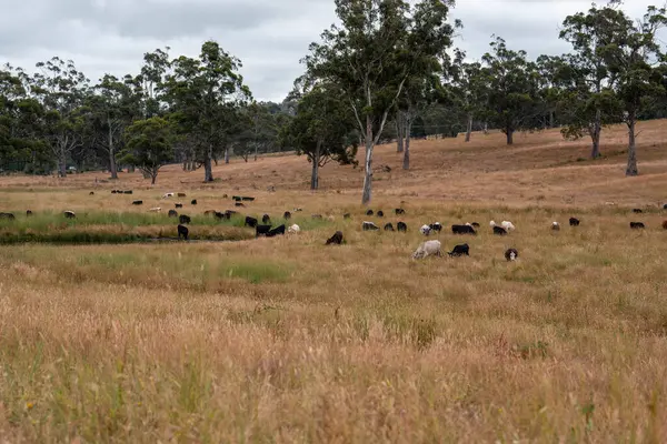 Aygır çiftliğinin yakınında Avustralya 'da bir tarlada otlayan inekler ve buzağılar yetişti. Sürü cinsleri arasında benek parkı, murray grisi, angus ve wagyu uzun otlaklardır. 
