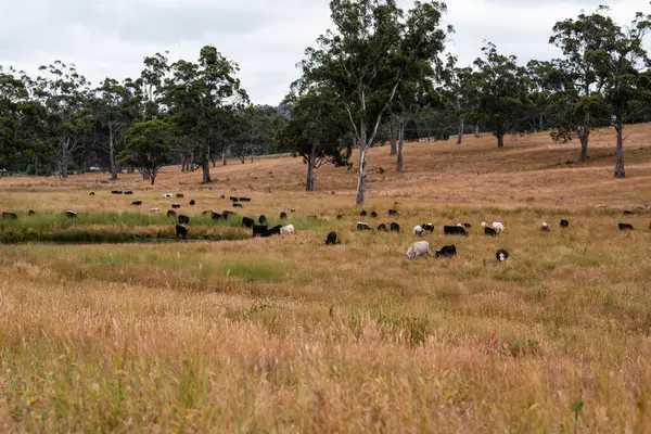 Bir tarladaki inekler, sığır eti ile güzel bir manzaraya sahip bir çiftlikte ot yiyorlar.