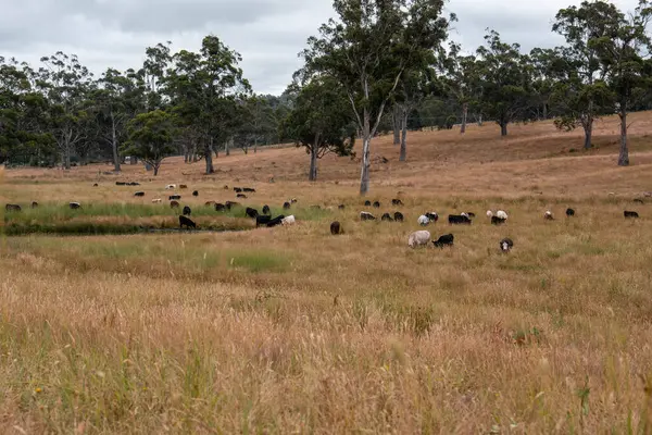 Angus, wagyu ve Murray sığır boğaları ve inekler, Avustralya 'da bir tepede otlanıyorlar..