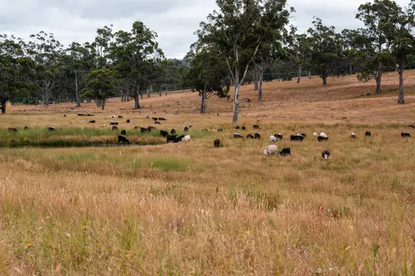 Beef Angus ve Wagyu inekleri kurak bir yazda bir tarlada otluyorlar. Çiftlikteki bir inek sürüsü tarım alanında rejeneratif tarım yapıyor. Akşam karanlığında sığırlarla dolu şişman sığırlar.