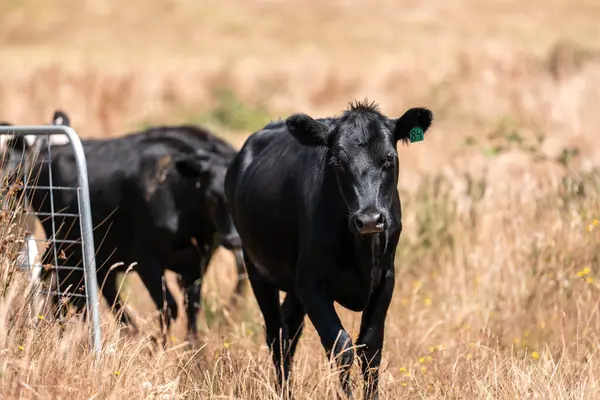 Aygır çiftliğinin yakınında Avustralya 'da bir tarlada otlayan inekler ve buzağılar yetişti. Sürü cinsleri arasında benek parkı, murray grisi, angus ve wagyu uzun otlaklardır. 