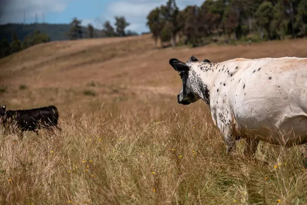 Beef Angus ve Wagyu inekleri kurak bir yazda bir tarlada otluyorlar. Çiftlikteki bir inek sürüsü tarım alanında rejeneratif tarım yapıyor. Akşam karanlığında sığırlarla dolu şişman sığırlar.