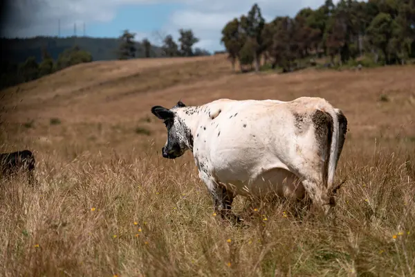 Beef Angus ve Wagyu inekleri kurak bir yazda bir tarlada otluyorlar. Çiftlikteki bir inek sürüsü tarım alanında rejeneratif tarım yapıyor. Akşam karanlığında sığırlarla dolu şişman sığırlar.