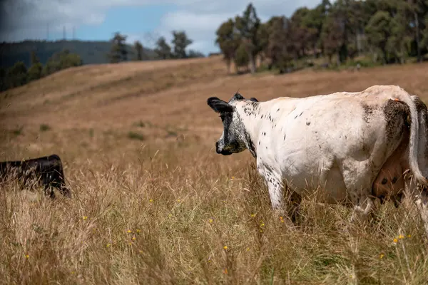 Bir tarladaki inekler, sığır eti ile güzel bir manzaraya sahip bir çiftlikte ot yiyorlar.