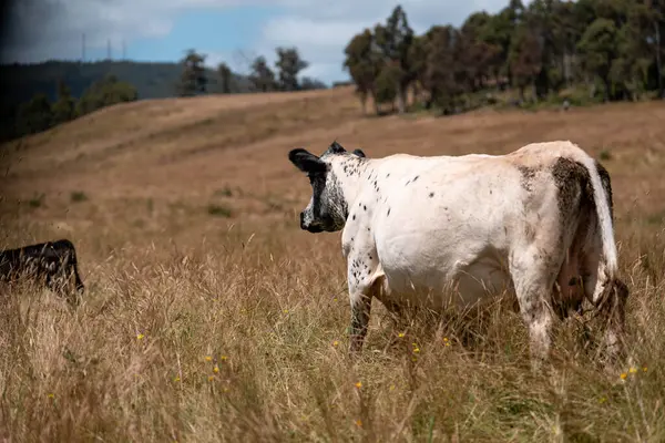 Angus, wagyu ve Murray sığır boğaları ve inekler, Avustralya 'da bir tepede otlanıyorlar..