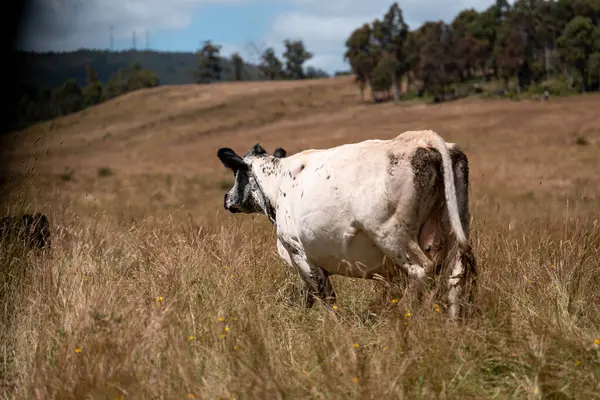Aygır çiftliğinin yakınında Avustralya 'da bir tarlada otlayan inekler ve buzağılar yetişti. Sürü cinsleri arasında benek parkı, murray grisi, angus ve wagyu uzun otlaklardır. 