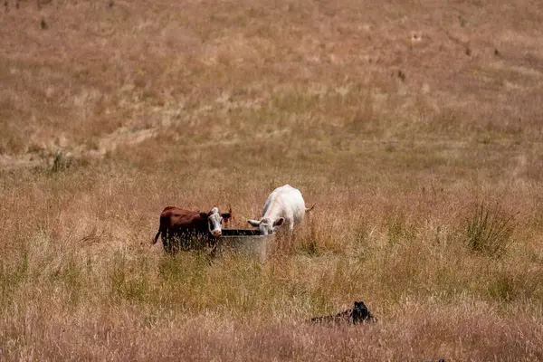 Bir tarladaki inekler, sığır eti ile güzel bir manzaraya sahip bir çiftlikte ot yiyorlar.