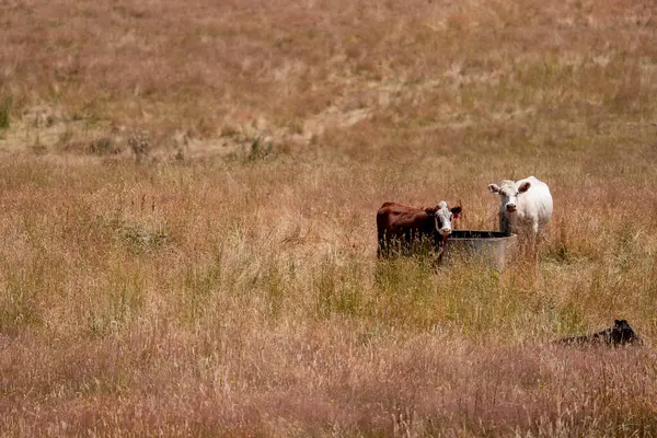 Angus, wagyu ve Murray sığır boğaları ve inekler, Avustralya 'da bir tepede otlanıyorlar..