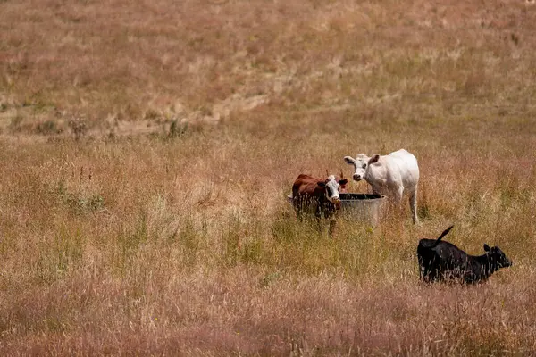 Angus, wagyu ve Murray sığır boğaları ve inekler, Avustralya 'da bir tepede otlanıyorlar..