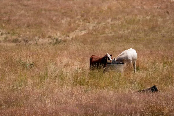 Bir tarladaki inekler, sığır eti ile güzel bir manzaraya sahip bir çiftlikte ot yiyorlar.