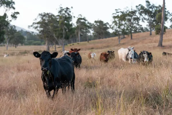 Angus, wagyu ve Murray sığır boğaları ve inekler, Avustralya 'da bir tepede otlanıyorlar..