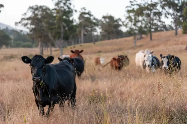 Beef Angus ve Wagyu inekleri kurak bir yazda bir tarlada otluyorlar. Çiftlikteki bir inek sürüsü tarım alanında rejeneratif tarım yapıyor. Akşam karanlığında sığırlarla dolu şişman sığırlar.