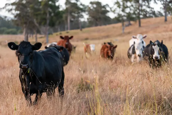 Angus, wagyu ve Murray sığır boğaları ve inekler, Avustralya 'da bir tepede otlanıyorlar..
