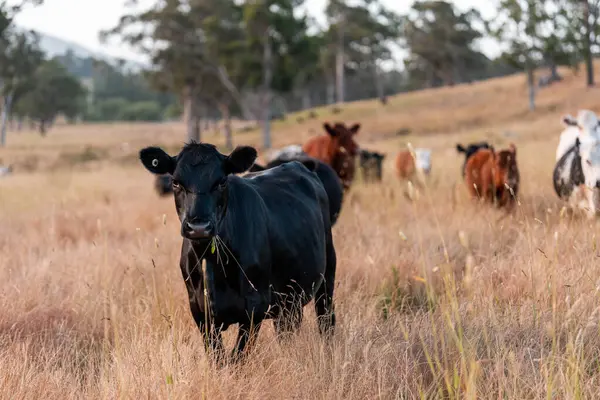 Aygır çiftliğinin yakınında Avustralya 'da bir tarlada otlayan inekler ve buzağılar yetişti. Sürü cinsleri arasında benek parkı, murray grisi, angus ve wagyu uzun otlaklardır. 