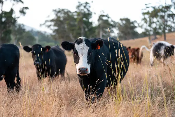 Angus, wagyu ve Murray sığır boğaları ve inekler, Avustralya 'da bir tepede otlanıyorlar..