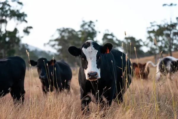 Beef Angus ve Wagyu inekleri kurak bir yazda bir tarlada otluyorlar. Çiftlikteki bir inek sürüsü tarım alanında rejeneratif tarım yapıyor. Akşam karanlığında sığırlarla dolu şişman sığırlar.