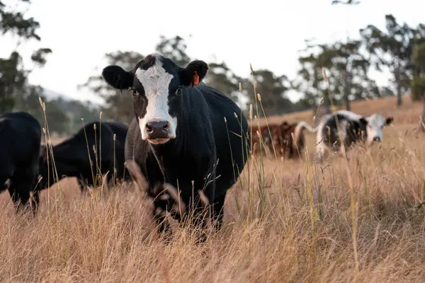 Angus, wagyu ve Murray sığır boğaları ve inekler, Avustralya 'da bir tepede otlanıyorlar..