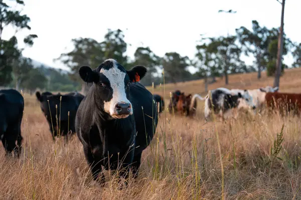 Angus, wagyu ve Murray sığır boğaları ve inekler, Avustralya 'da bir tepede otlanıyorlar..