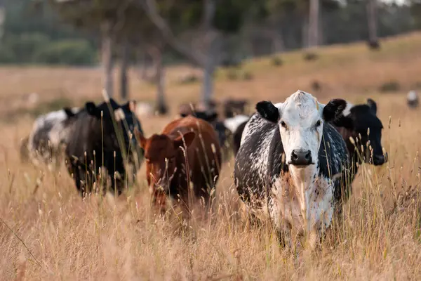 Aygır çiftliğinin yakınında Avustralya 'da bir tarlada otlayan inekler ve buzağılar yetişti. Sürü cinsleri arasında benek parkı, murray grisi, angus ve wagyu uzun otlaklardır. 